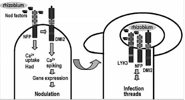 Gambar 1.  Tahapan Mekanisme Infeksi Akar Tanaman oleh Mikroba (Dakora et al., 2008).