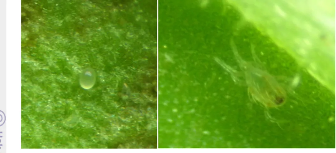 Gambar 5  N. longispinosus (a, telur; b, tungau dewasa; Koleksi Pribadi)  