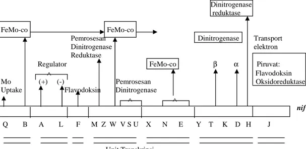 Gambar 10.1 Sistem nitrogenase; tahap-tahap fiksasi nitrogen reduksi N 2   menjadi 2NH 3  
