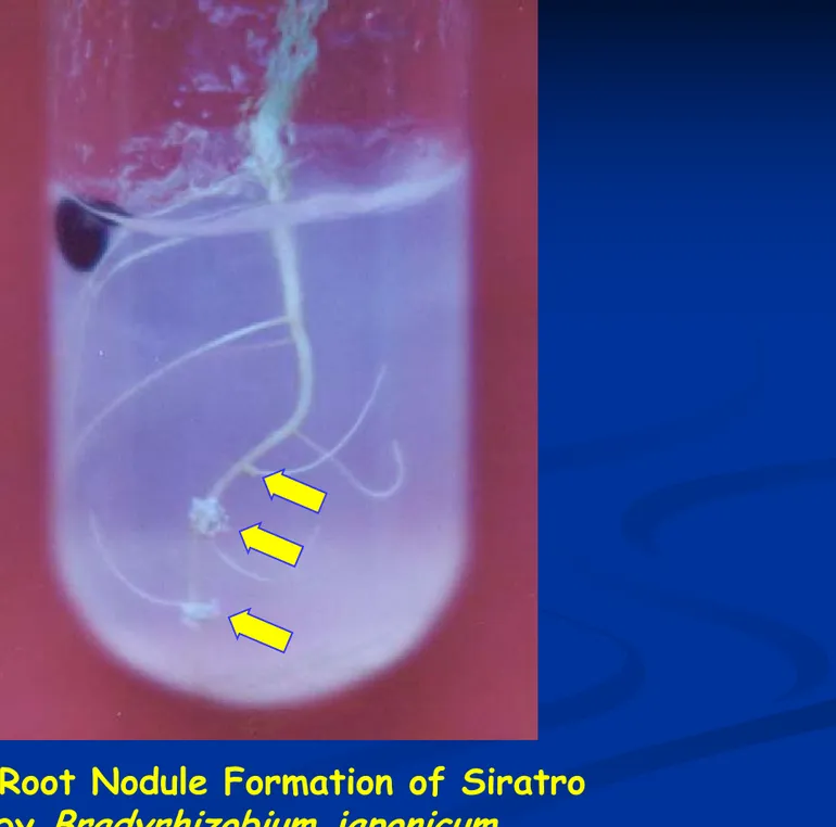 Fig. Root Nodule Formation of Siratro by  Bradyrhizobium japonicum