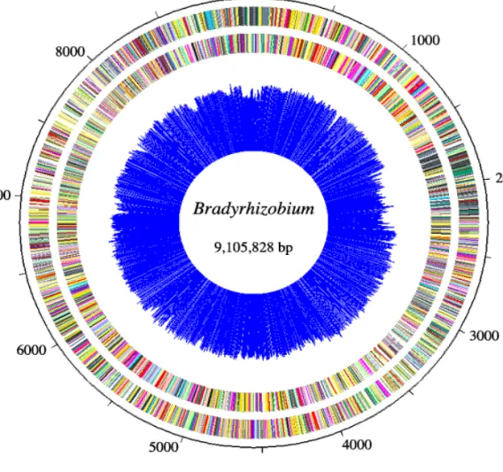 Fig. Physical map of the complete sequence of  Bradyrhizobium japonicum USDA110