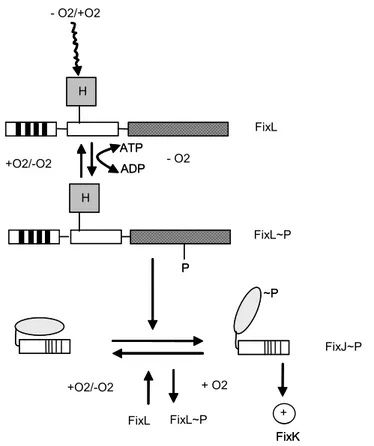 Gambar 7. Model ekspresi gen fixK pada B. japonicum yang dikendalikan melalui protein FixLJ (Fisher 1994)