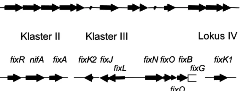 Gambar 5 Organisasi gen-gen nif dan fix pada Bradyrhizobium japonicum (Fischer 1994).