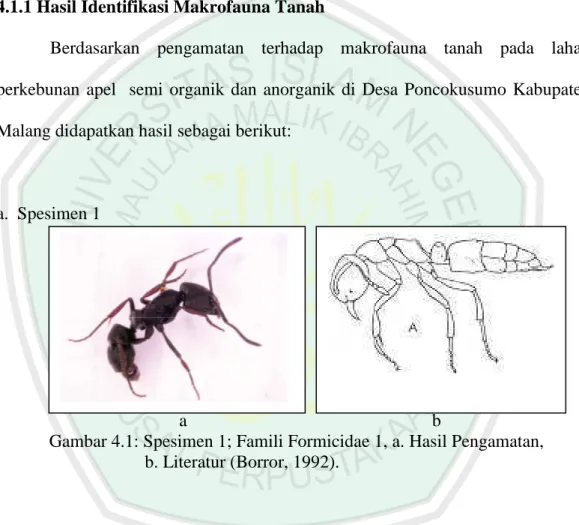 Gambar 4.1: Spesimen 1; Famili Formicidae 1, a. Hasil Pengamatan,  b. Literatur (Borror, 1992)