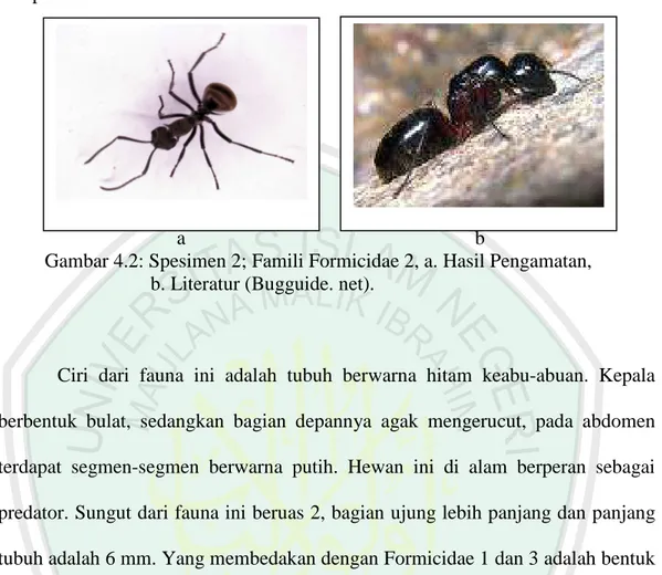 Gambar 4.2: Spesimen 2; Famili Formicidae 2, a. Hasil Pengamatan,   b. Literatur (Bugguide