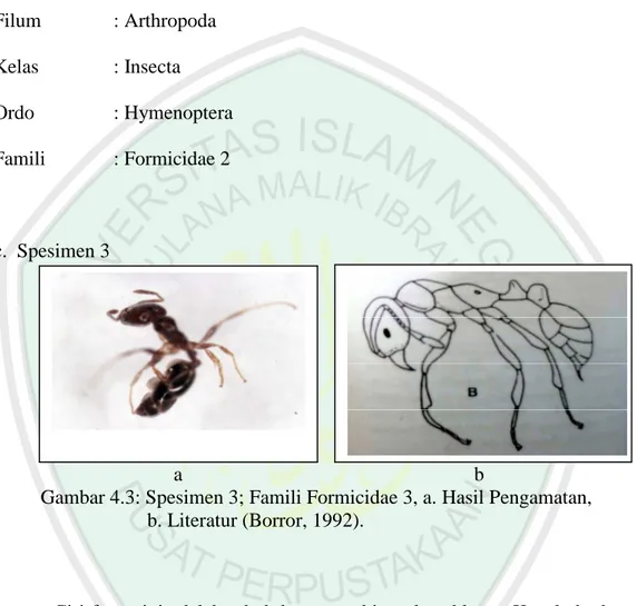 Gambar 4.3: Spesimen 3; Famili Formicidae 3, a. Hasil Pengamatan,   b. Literatur (Borror, 1992)