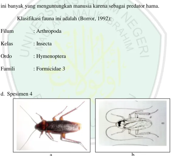 Gambar 4.4: Spesimen 4; Famili Blattidae 1, a. Hasil Pengamatan,  b. Literatur (Borror, 1992)