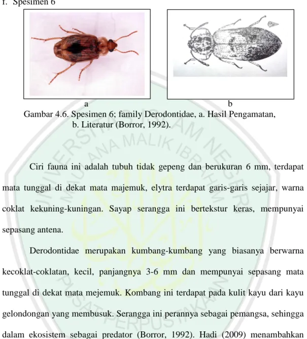 Gambar 4.6. Spesimen 6; family Derodontidae, a. Hasil Pengamatan,  b. Literatur (Borror, 1992)