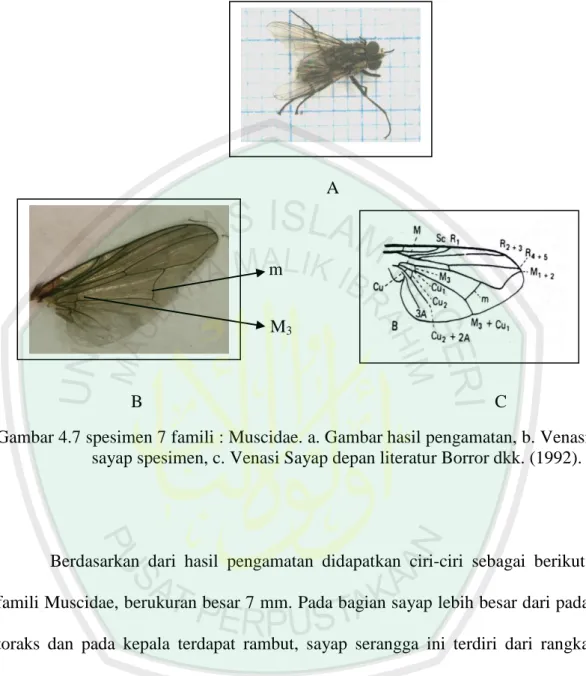 Gambar 4.7 spesimen 7 famili : Muscidae. a. Gambar hasil pengamatan, b. Venasi  sayap spesimen, c