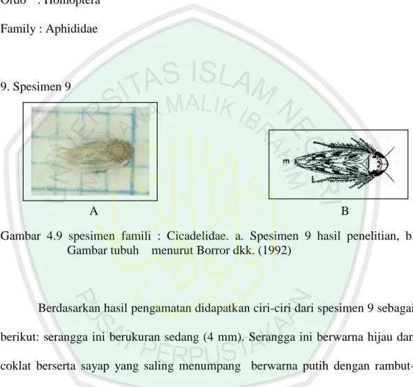 Gambar  4.9  spesimen  famili  :  Cicadelidae.  a.  Spesimen  9  hasil  penelitian,  b
