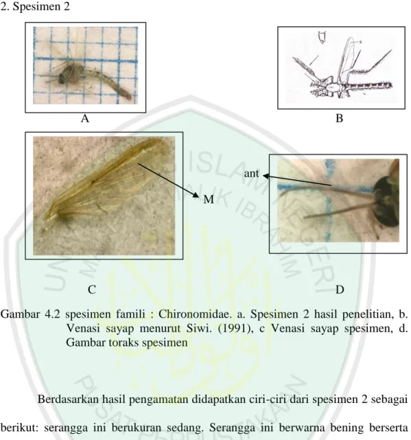 Gambar  4.2  spesimen  famili  :  Chironomidae.  a.  Spesimen  2  hasil  penelitian,  b