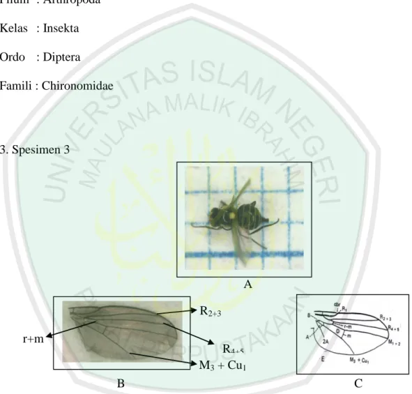 Gambar  4.3    Spesimen  famili  :  Agromyzidae.  a.  Spesimen  3  hasil  penelitian,  b