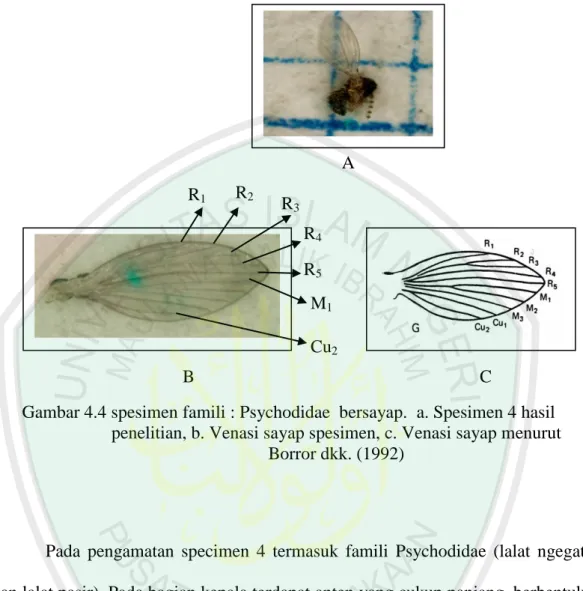 Gambar 4.4 spesimen famili : Psychodidae  bersayap.  a. Spesimen 4 hasil  penelitian, b