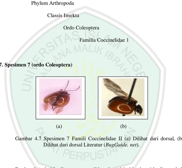 Gambar  4.7  Spesimen  7  Famili  Coccinelidae  II  (a)  Dilihat  dari  dorsal,  (b)  Dilihat dari dorsal Literatur (BugGuide