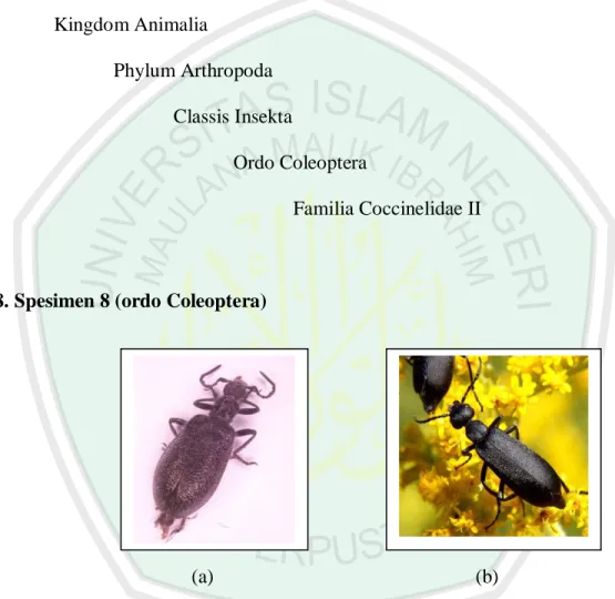 Gambar  4.8 Spesimen 8  Famili  Meloidae  (a) Dilihat dari  dorsal, (b)  Gambar  Literatur (Suhara, 2009)