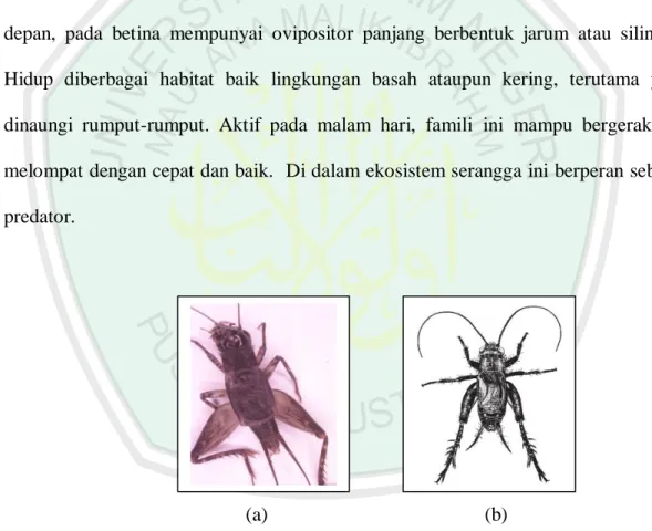 Gambar  4.9  Spesimen  9  Famili  Gryllidae  (a)  Dilihat  dari  dorsal  hasil  penelitian, (b) Dilihat dari dorsal Literatur (Capinera, 2008)