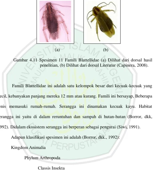 Gambar  4.11  Spesimen  11  Famili  Blattellidae  (a)  Dilihat  dari  dorsal  hasil  penelitian, (b) Dilihat dari dorsal Literatur (Capinera, 2008)