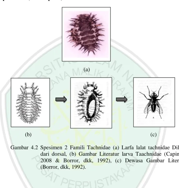 Gambar  4.2  Spesimen  2  Famili  Tachnidae  (a)  Larfa  lalat  tachnidae  Dilihat  dari  dorsal,  (b)  Gambar  Literatur  larva  Taachnidae  (Capinera,  2008  &amp;  Borror,  dkk,  1992),  (c)  Dewasa  Gambar  Literatur  (Borror, dkk, 1992)