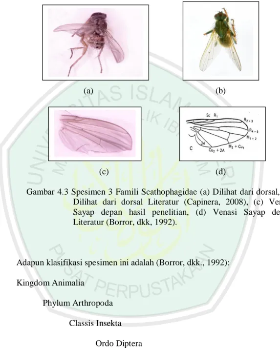 Gambar 4.3 Spesimen 3  Famili Scathophagidae (a) Dilihat dari dorsal, (b)  Dilihat  dari  dorsal  Literatur  (Capinera,  2008),  (c)  Venasi  Sayap  depan  hasil  penelitian,  (d)  Venasi  Sayap  depan  Literatur (Borror, dkk, 1992)