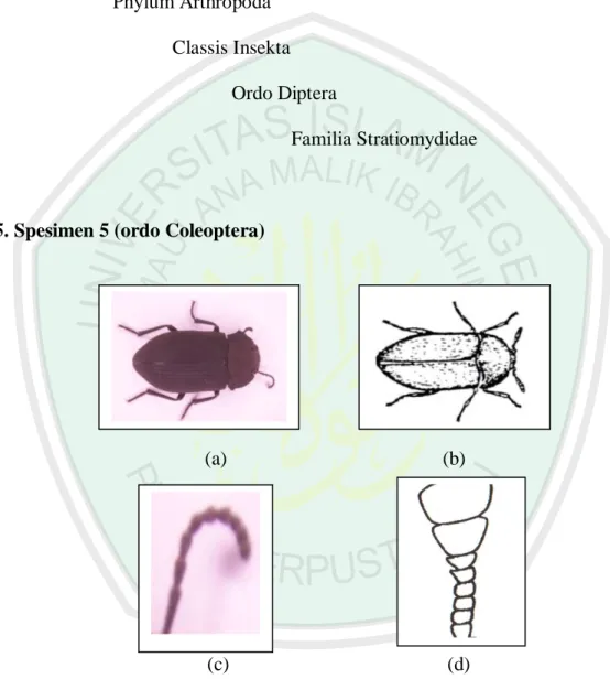 Gambar  4.5  Spesimen  5  Famili  Dermestidae  (a)  Gambar  dorsal  hasil  penelitian (b) Gambar dorsal literatur (Siwi, 1991), (c) Antenna  hasil penelitian, (d) Antenna Literatur (Siwi, 1991) 