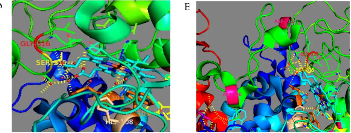 Gambar IV.7 Posisi Residu yang Mengalami Mutasi. Posisi residu glisin 316 yang  mengalami mutasi menjadi sistein (gambar A) ditunjukkan dengan  warna merah