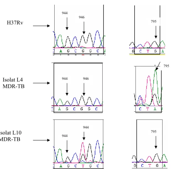 Gambar IV.5  Analisa Homologi Isolat L4. Isolat L4 mengalami mutasi pada  nukleotida 795, basa G menjadi A kodon 265, CTG menjadi CTA  tidak menyebabkan perubahan asam amino