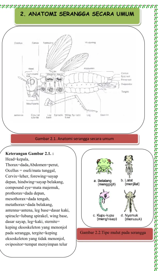 Gambar 2.2.Tipe mulut pada seranggaGambar 2.1. Anatomi serangga secara umum