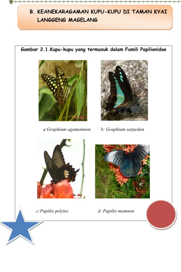 Gambar 2.1.Kupu-kupu yang termasuk dalam Famili Papilionidae