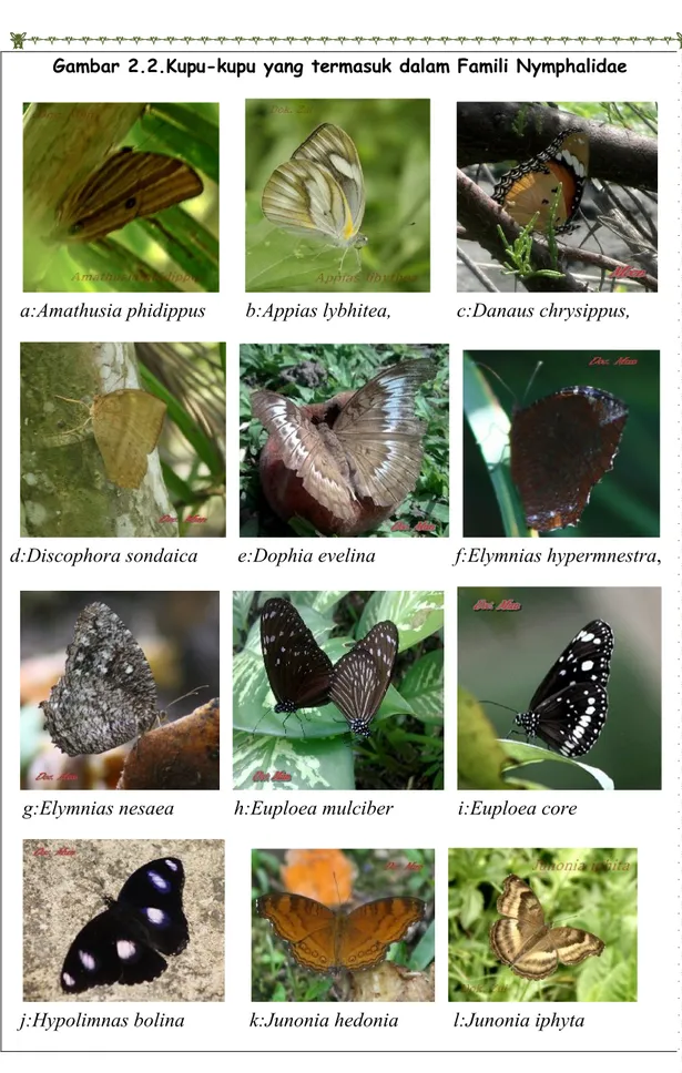 Gambar 2.2.Kupu-kupu yang termasuk dalam Famili Nymphalidae