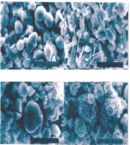Gambar 3. Hasil Scanning Electron Microscope 2000x perbesaran (a) porang Putih-Air (b) porang  Putih-Etanol (c) porang Kuning-Air (d) porang Kuning-Etanol