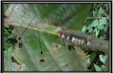 Gambar 6.  (a) Ulat B dan (b) Gejala Kerusakan dari Pinggir  Daun dan Daun Berlubang - lubang 