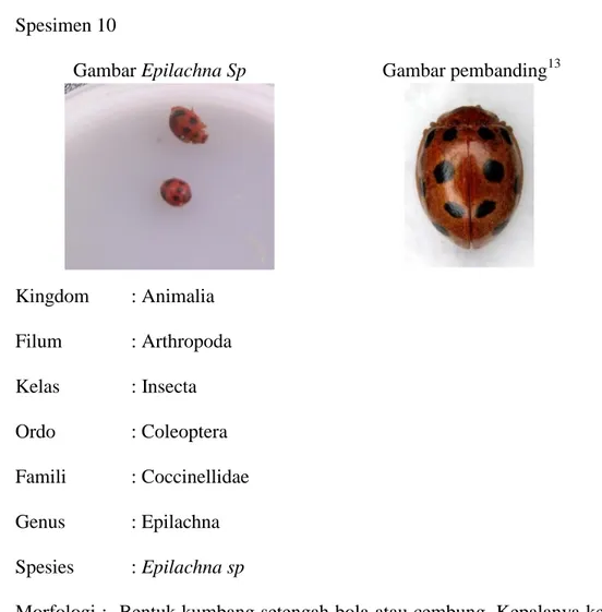Gambar Epilachna Sp  Gambar pembanding 13      Kingdom  : Animalia  Filum  : Arthropoda  Kelas  : Insecta  Ordo  : Coleoptera  Famili  : Coccinellidae   Genus  : Epilachna  Spesies  : Epilachna sp 