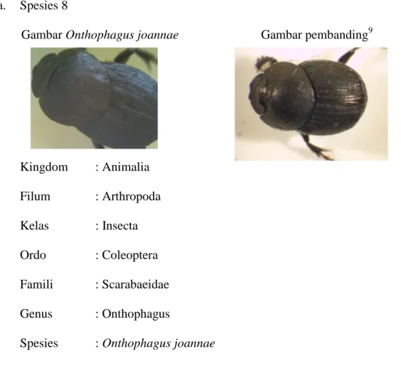 Gambar Onthophagus joannae  Gambar pembanding 9