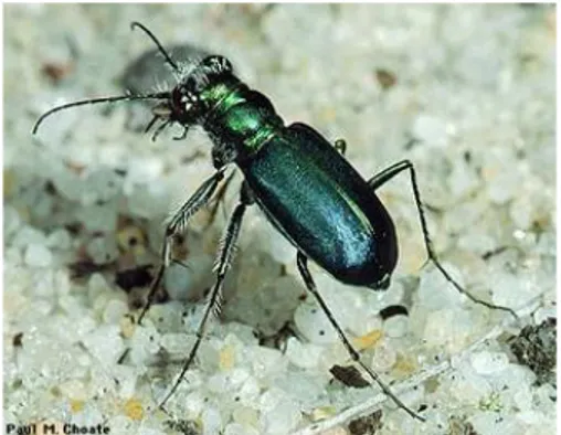 Gambar 2.1 Bentuk Morfologi Famili Cicindelidae 9 2)  Kumbang Tanah (famili Carabidae) 