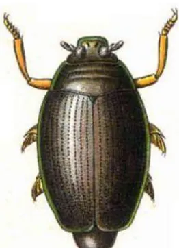Gambar 2.4 Morfologi famili Gyrinidae 12 5)  Kumbang bangkai (Famili Hydrophilidae) 