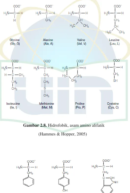 Gambar 2.8. Hidrofobik, asam amino alifatik               (Hammes &amp; Hopper, 2005) 
