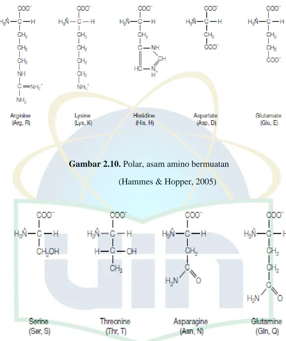 Gambar 2.10. Polar, asam amino bermuatan                               (Hammes &amp; Hopper, 2005) 