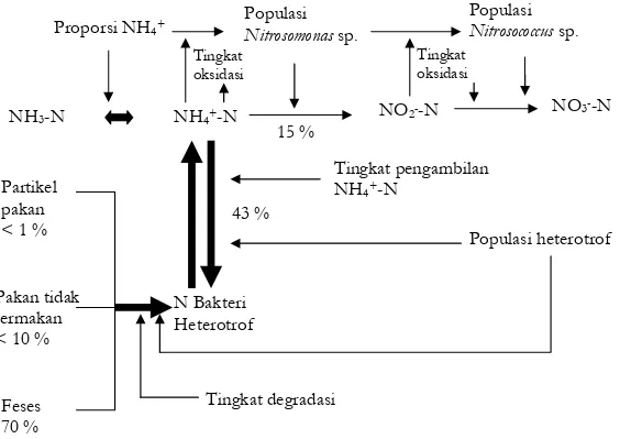 Gambar 1. Kerja bakteri heterotrof pada sistem budidaya udang                          (Montoya dan Mario, 2000) 