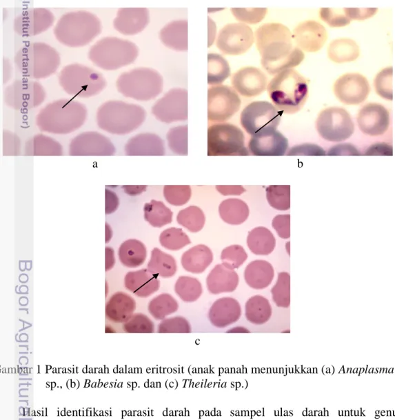 Gambar 1 Parasit darah dalam eritrosit (anak panah menunjukkan (a) Anaplasma        sp., (b) Babesia sp