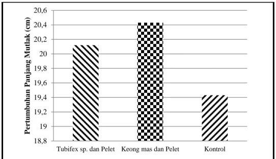 Gambar 3. Pertumbuhan Panjang Mutlak Rata-rata Belut Sawah.   Tabel 2. Analysis of variance (ANOVA) terhadap panjang belut sawah