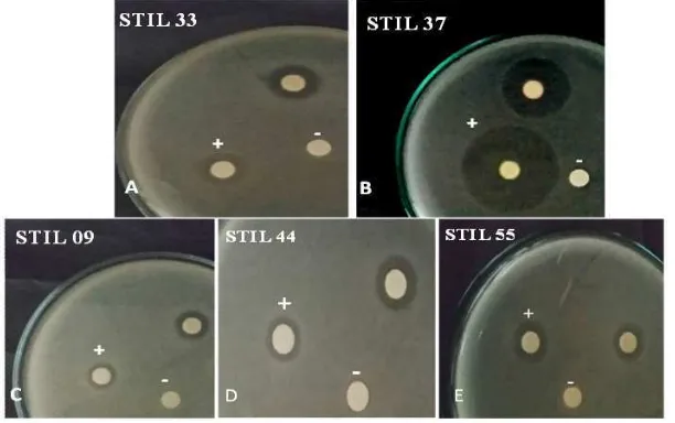 Fig. 1. Number of bacteria isolated from sponge Stylotella sp. which have antimicrobial activity against microbial test strains 