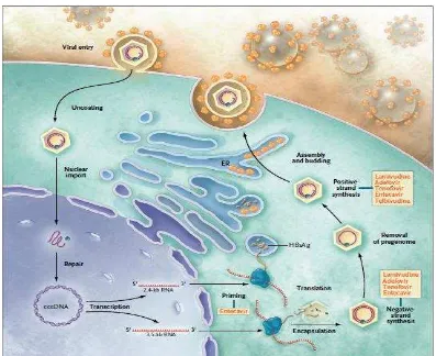 Gambar 2.2. Cara Kerja Antiviral Terhadap Virus Hepatitis B (Dienstag, 