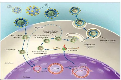 Gambar 2.1. Patogenesis Hepatitis B (Ganem dan Prince., 2004) 