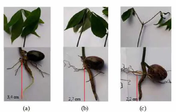 Gambar 4.   Morfologi tajuk dan akar tanaman setelah diperlakukan dengan beberapa konsentrasi  PEG 6000 a