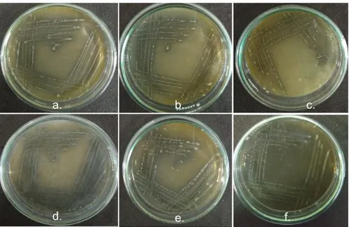 Gambar 2. Pewarnaan Gram bakteri asam laktat dari tape ketan perbesaran 1000 kali  Keterangan: a
