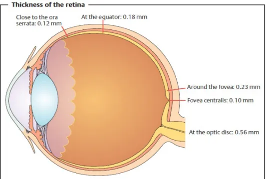 Gambar Retina 