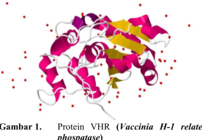 Gambar 1. Protein VHR (Vaccinia H-1 related phospatase)