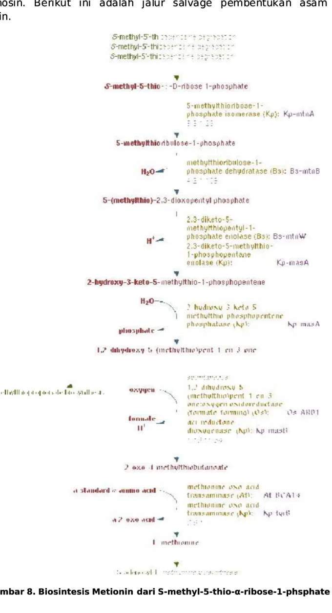 Gambar 8. Biosintesis Metionin 