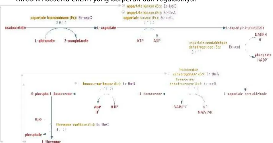 Gambar 10. Biosintesis threoninGambar 10. Biosintesis threonin