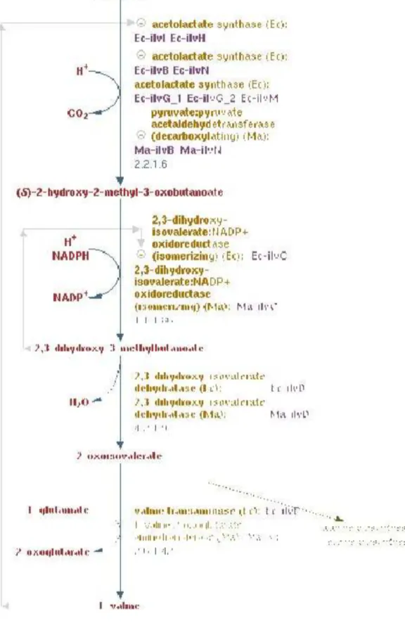 Gambar 11. Biosintesis triptofanGambar 11. Biosintesis triptofan